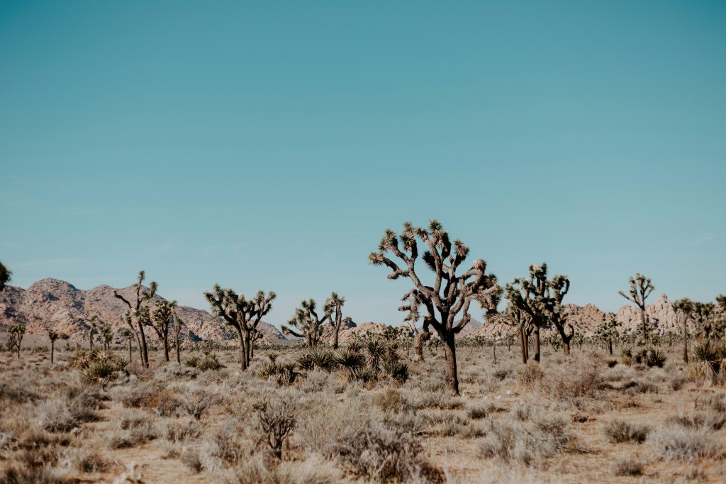 The Ultimate Joshua Tree&nbsp;Itinerary