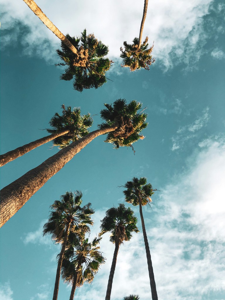 Palm trees